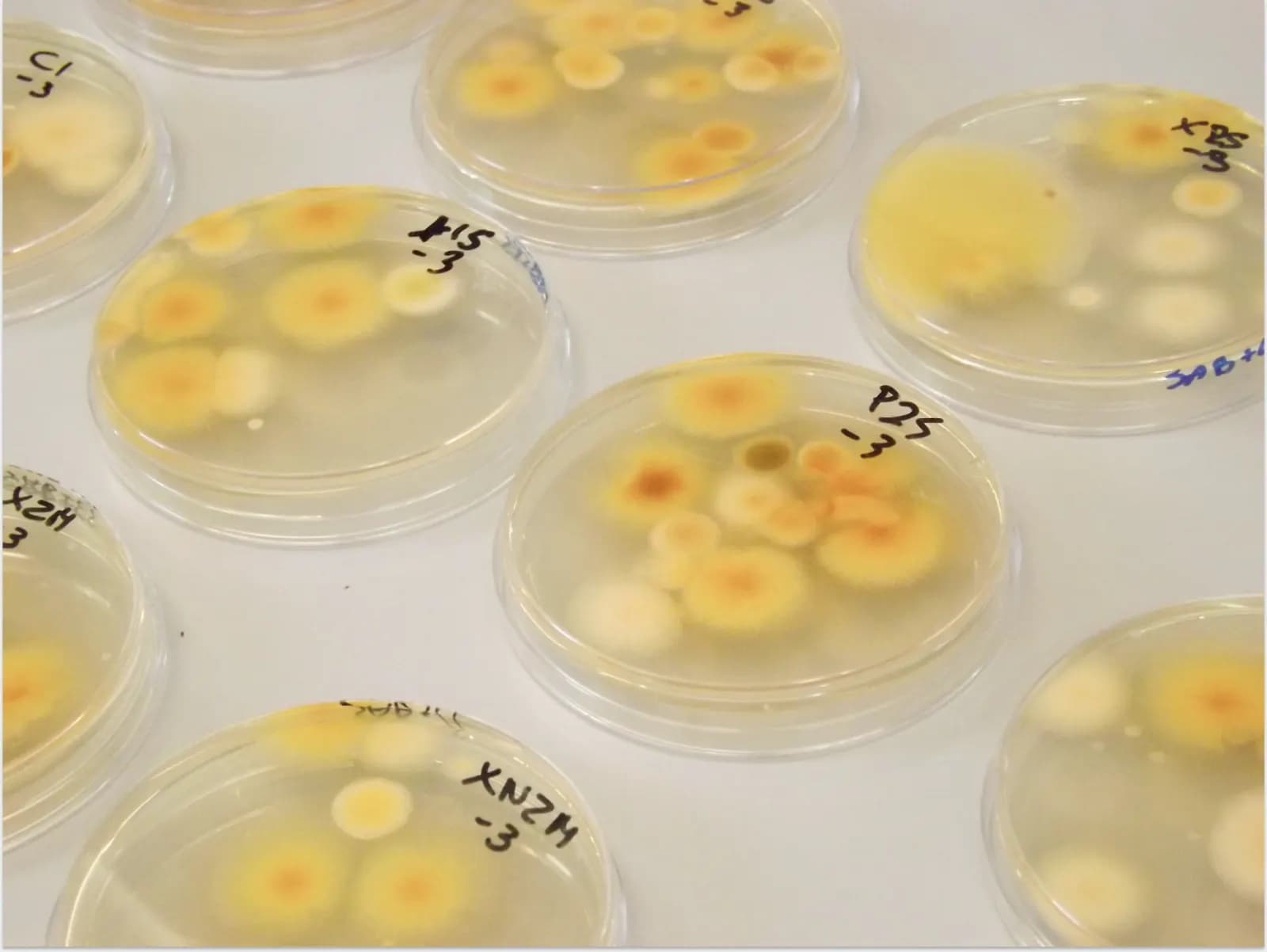 Conjunto de placas de Petri con cultivos microbianos sobre una mesa de laboratorio