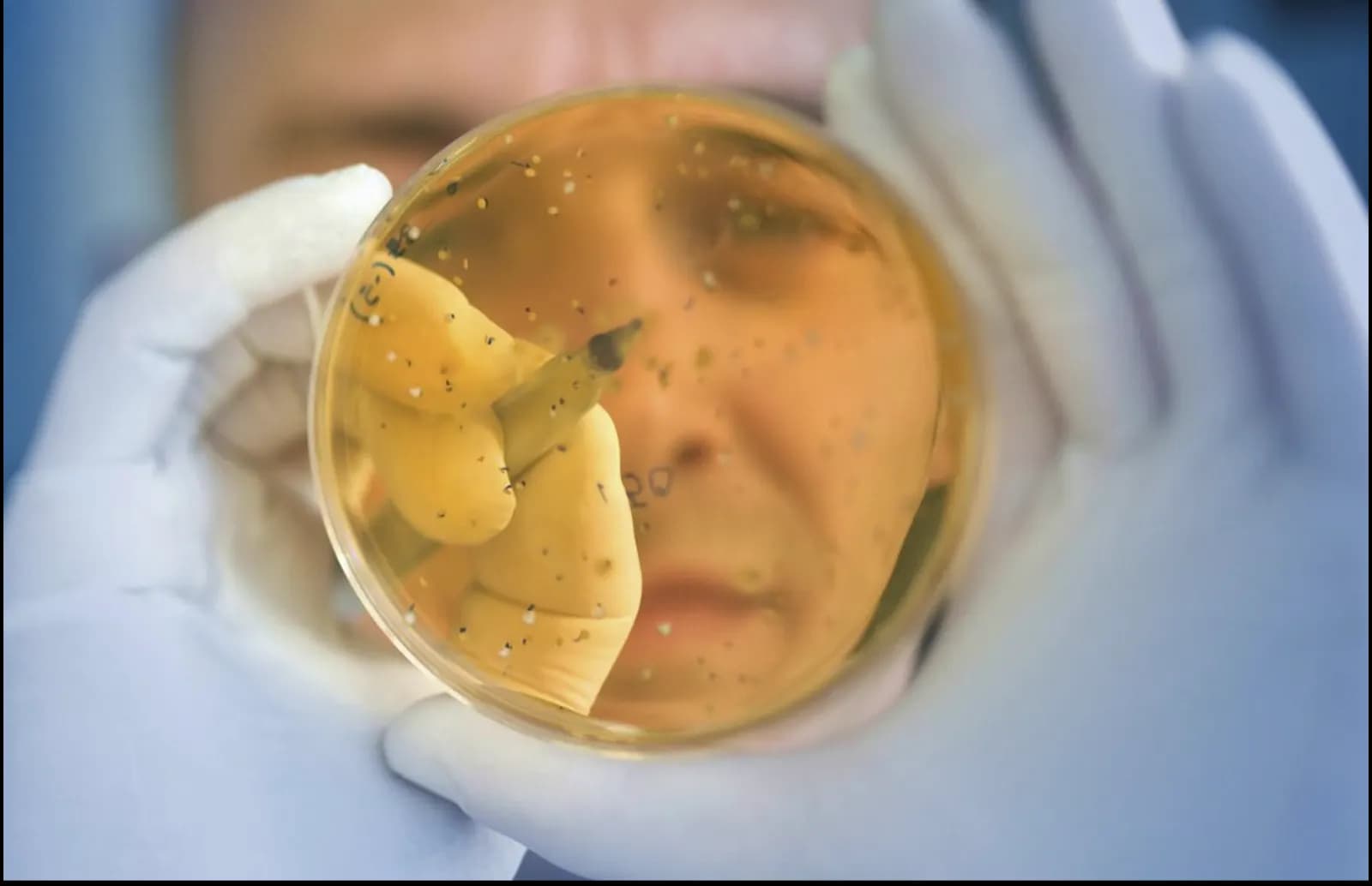 Microbiólogo analizando placas de Petri en un laboratorio